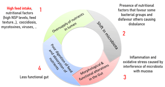 Figure 2- Bacterial Enteritis Vicious Circle (De Gussem, 2010)