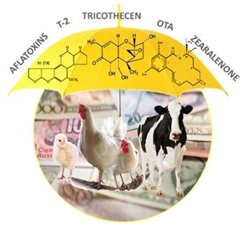 Natural, safe and broad spectrum protection from mycotoxin menace: Toxiroak Gold - Image 1