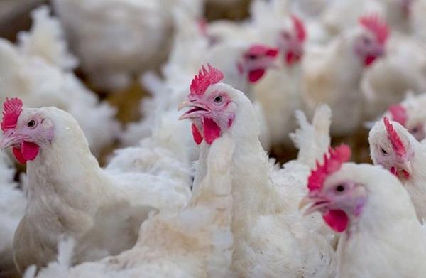 Use of highly bioavailable protein and probiotics in poultry feed - Image 5