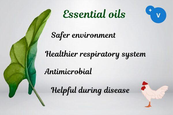 How to use essential oils to mitigate the risks of respiratory colibacilosis - Image 9
