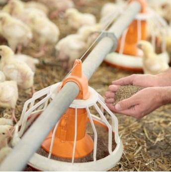 Use of hydrolyzed bioactive protein peptides in poultry feed to improve production parameters. - Image 4
