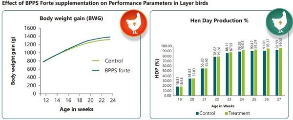 Use of hydrolyzed bioactive protein peptides in poultry feed to improve production parameters. - Image 5