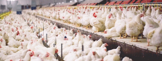 Challenging Re-emergence of Necrotic Enteritis in Poultry