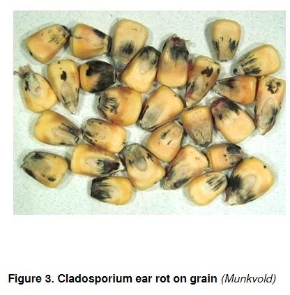 How Delayed Harvest Might Affect Ear Rots and Mycotoxin Contamination - Image 3