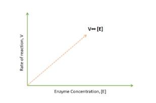 Factors Affecting Enzyme Activity - Image 2