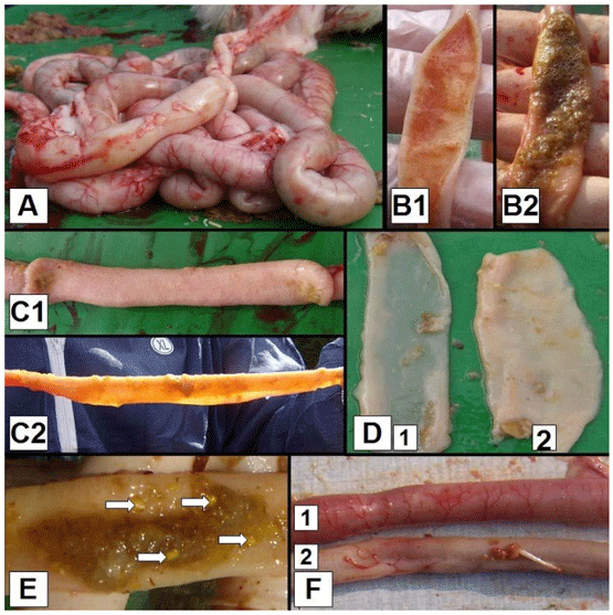 Figure 1 - (Maarten De Gussem, 2010). Macroscopic dysbacteriosis score system parameters. A. Overall gut ballooning; B. Content of the intestinal tract, 1. Mucoid, orange intestinal content, 2. Foamy intestinal content; C. Tonus of the intestinal tract, 1. Good tonus, 2. Lack of tonus; D. Macroscopically visible thickness of the intestinal tract, 1. Macroscopically thin intestinal tract, 2. Intestinal tract with normal thickness; E. Undigested particles in the colon (arrows); F. Inflammation of the gut, 1. Inflammation, 2. No inflammation.