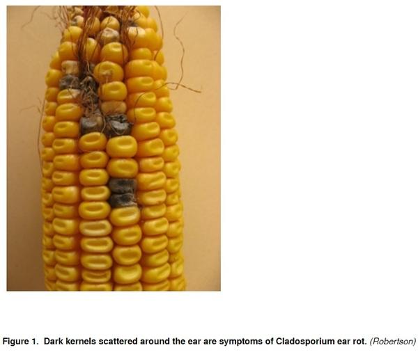 How Delayed Harvest Might Affect Ear Rots and Mycotoxin Contamination - Image 1