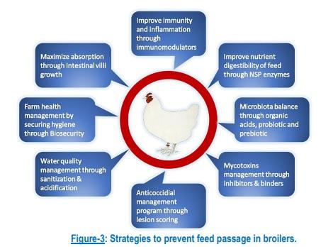 Feed Passage Syndrome: An Integrated Approach to Improve Birds Health - Image 3