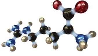 Maximizing the Potential of Essential Amino Acids - Image 1