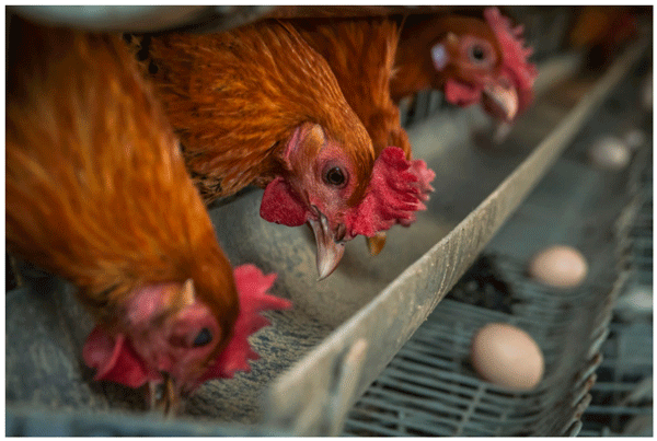 BETTER SOY MEAL FOR LAYERS – SAME EGG PRODUCTION, MORE FEED EFFICIENCY, LOWER DIET COSTS