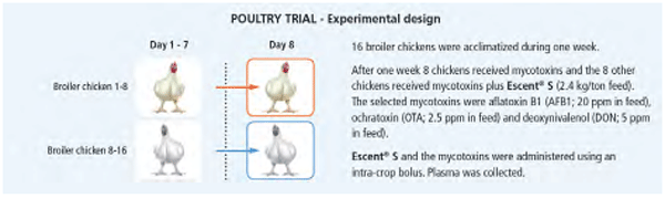 Fig. 1 Study design of the trials in broilers indicating number of animals per treatment, dose of detoxifier and dose of multiple mycotoxins.