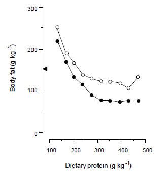 The effect of dietary protein on the body fat of piglets reared artificially on either 1.3 (•--------•) or 2.1 (o--------o) MJ of gross energy per kg live weight0.75 per day from 1.8 to 6.4 kg live weight. The amount of body fat contained in sow-suckled piglets killed at 6.4 kg live weight is represented by (< ) and corresponds to a protein content in sow
