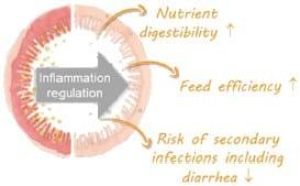 Digestibility – the link between gut integrity, performance and health - Image 1