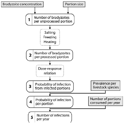 Schematic overview of the quantitative risk assessment model for meat borne T. gondii infections. (From: (Opsteegh, Prickaerts et al. 2011).