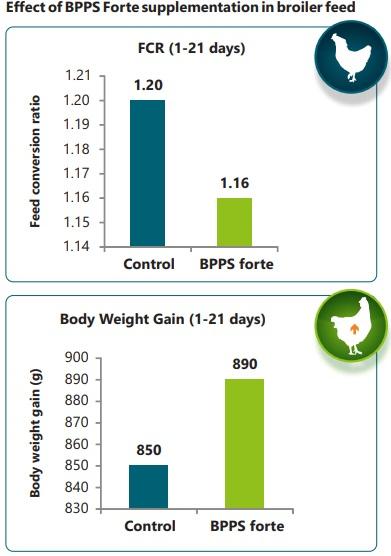 Use of hydrolyzed bioactive protein peptides in poultry feed to improve production parameters. - Image 3