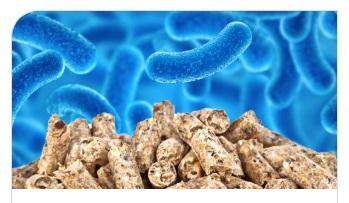 Stabilizing Probiotics For Digestive Delivery and Shipping Efficiency - Image 1