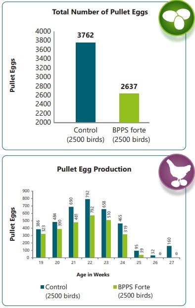 Use of hydrolyzed bioactive protein peptides in poultry feed to improve production parameters. - Image 6