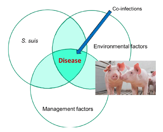 Factors contributing to the expression of S. suis-related diseases