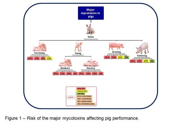 Mycotoxins Risk as a Management Tool in Swine Industry - Image 1