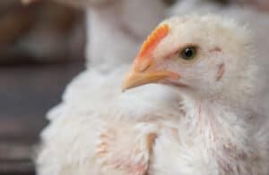 Reducing Clostridium impact to improve poultry performance - Image 1