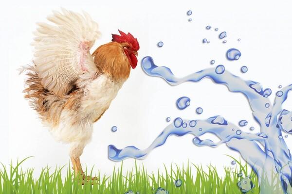 Nutritional strategies to fight heat stress in poultry - Image 1