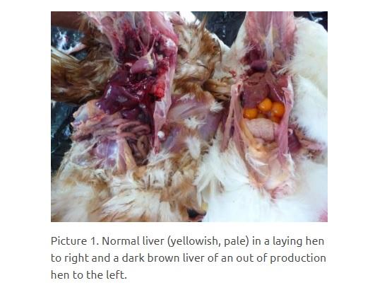 Main causes of changes in liver coloration in poultry - Image 1