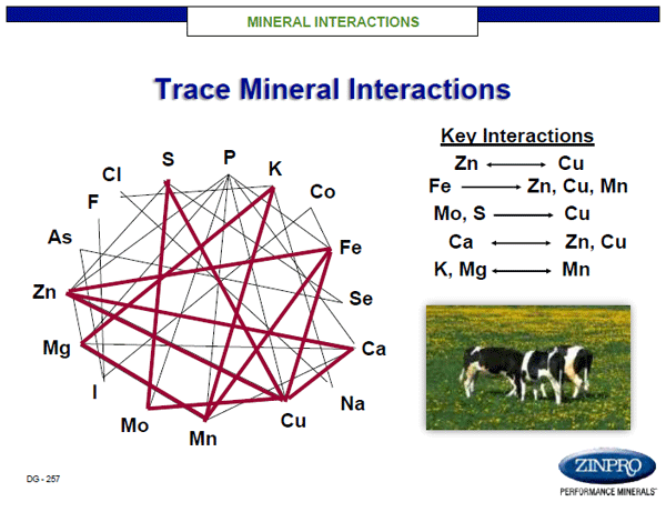Figure 2. Macro and trace mineral interactions in man and animals.