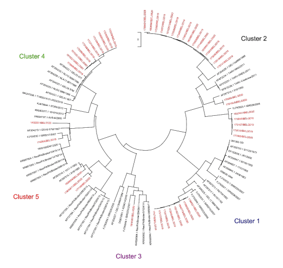 Figure 4 - Cluster analyses of strains isolated in Belgium of ARV in 2019 and 2020 indicated in red.