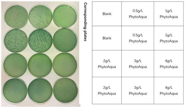 Antibacterial effect of plant extracts against Vibrio parahaemolyticus - Image 4