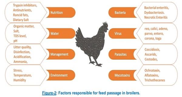 Feed Passage Syndrome: An Integrated Approach to Improve Birds Health - Image 2