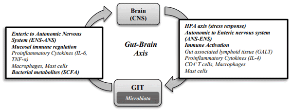 Figure 1- Bidirectional communication between the gut microbiota and central nervous system (CNS). Interactions between the intestinal microbiota, immune system and CNS are essential for the maintenance of host health.