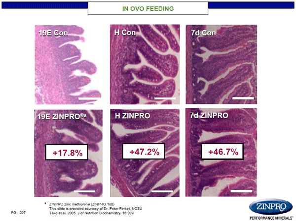 Figure 4. Impact of in ovo feeding with ZINPRO® zinc methionine on intestinal integrity of chicks.