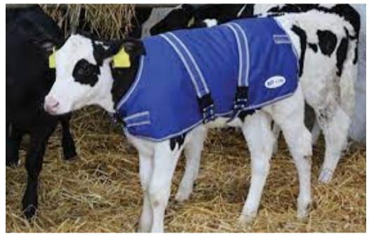 Don’t Let Winter Trap your Calves with Pneumonia - Image 2
