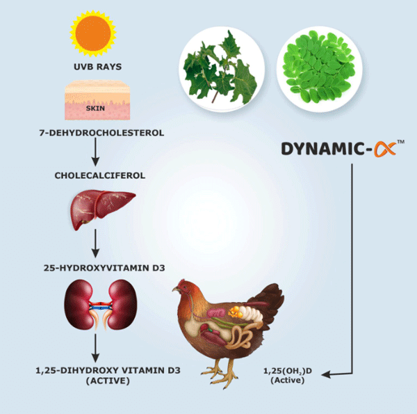 How does vitamin D metabolize in the body?