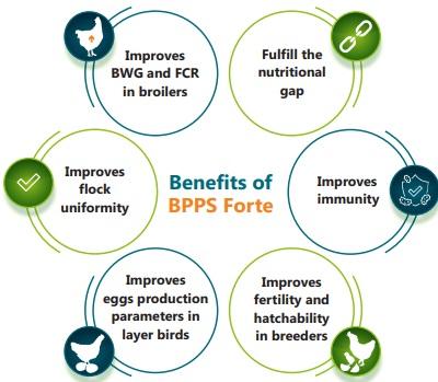 Use of hydrolyzed bioactive protein peptides in poultry feed to improve production parameters. - Image 2