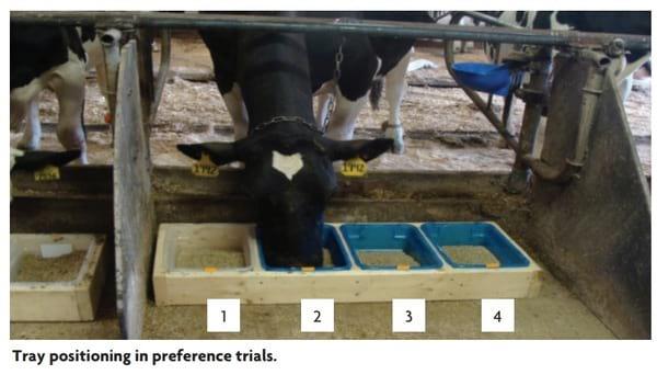 How to conduct flavour preference trials in dairy cows - Image 1