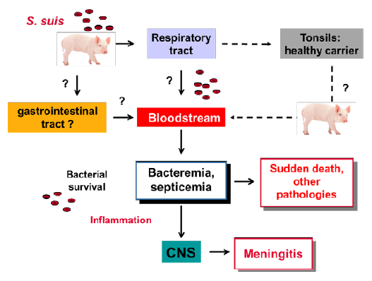 Proposed pathogenesis of the infection caused by Streptococcus suis