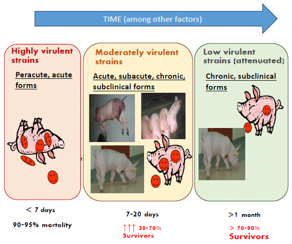 IPVS - Recognizing African swine fever disease and evolution - Image 1