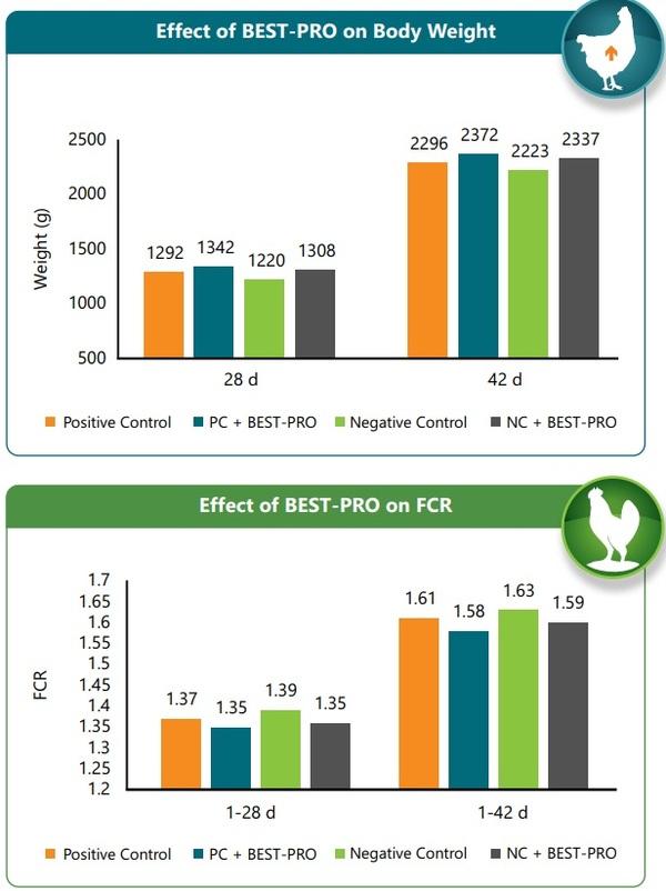 Use of highly bioavailable protein and probiotics in poultry feed - Image 3