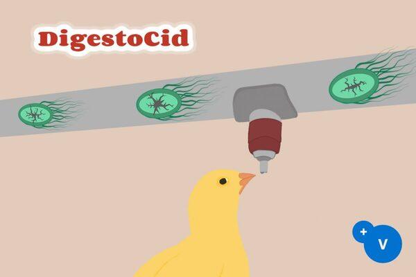 Use of DigestoCid© to eliminate E. Coli from drinking water - Image 1