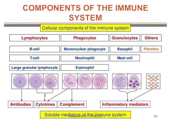 Immunonutrition, a topic of interest - Image 2