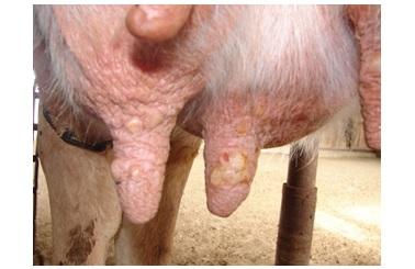Teat pox in dairy cow - Image 2