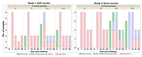 Figure 1 - ILTV strains identified by typing at different DPC in the two variable vaccination experiments. 