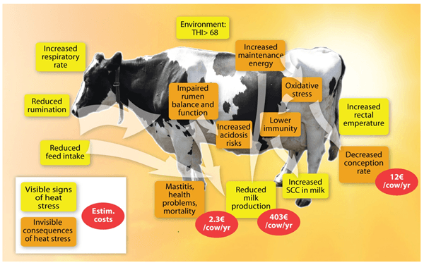 Live yeast could help reduce the impact of heat stress on dairy production - Image 6