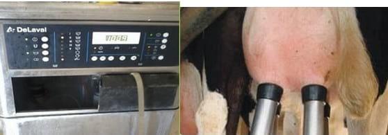 A Pocket Guide to Modern Milking Technique - Image 4