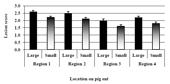 The Influence of Small Versus Large Pen Design on Health and Lesion Scores of the Grow-finisher Pig - Image 2