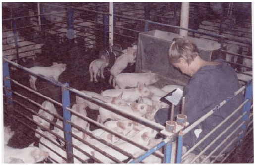 Defining “Approachability” of Nursery Pigs - Image 2