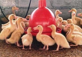 Evaluating mycotoxin binders with ducklings - Image 1