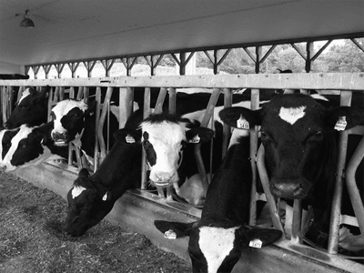 Dairy Genomic Selection - Image 4