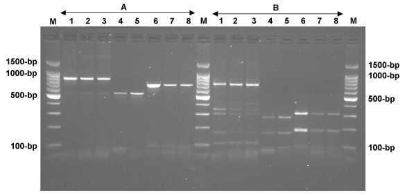 Simultaneous differential detection of Chlamydophila abortus, Chlamydophila pecorum and Coxiella burnetii from aborted ruminant's clinical samples using multiplex PCR - Image 5